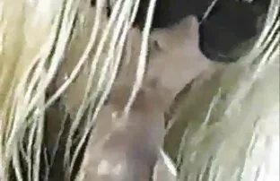XXX Due ragazze con un cazzo sono state aperte per mamme e figlie troie italiane il povero ragazzo